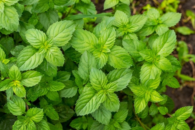 Cespuglio di menta con foglie verdi in giardino