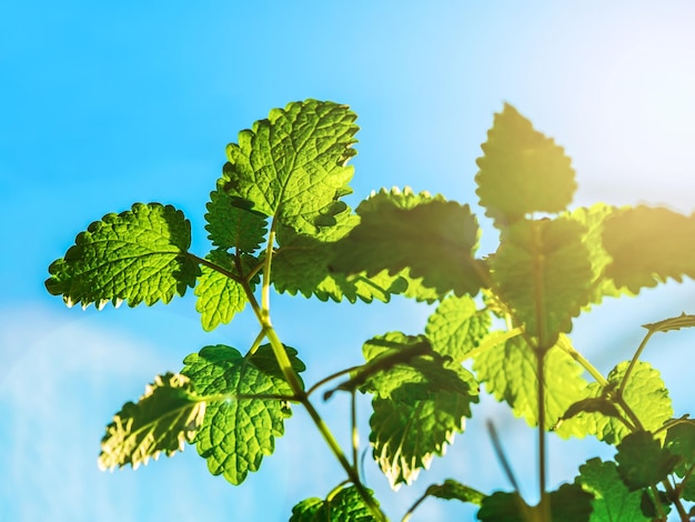 Cespuglio di menta verde su sfondo blu cielo