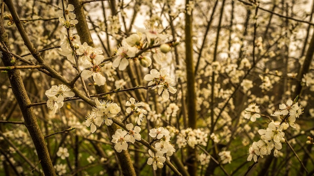 Cespuglio di mirabelle in piena fioritura fiori bianchi fiancheggiano i rami