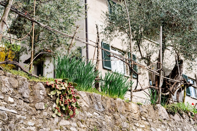 Cespuglio di mirtilli rossi e scalogno in un letto di giardino vicino a una scogliera rocciosa vicino a residenze multipiano