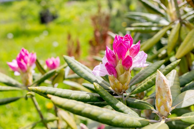 Cespuglio di molti delicati fiori rosa vividi di piante di azalea o rododendro in un soleggiato giardino primaverile