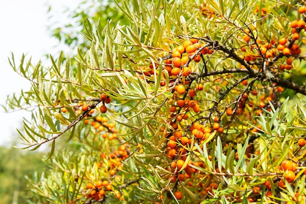 Cespuglio di olivello spinoso con bacche mature