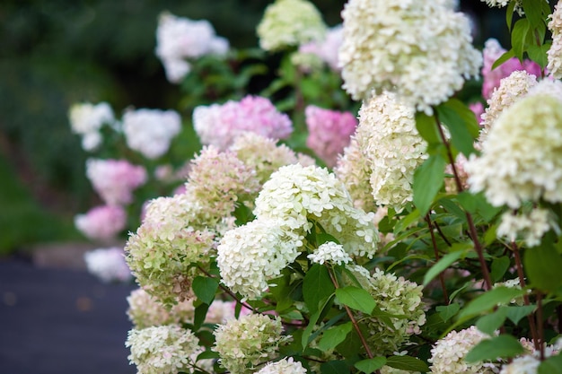 Cespuglio di ortensie in fiore Vanille Fraise Ortensia con fiori rosa e bianchi nel giardino estivo