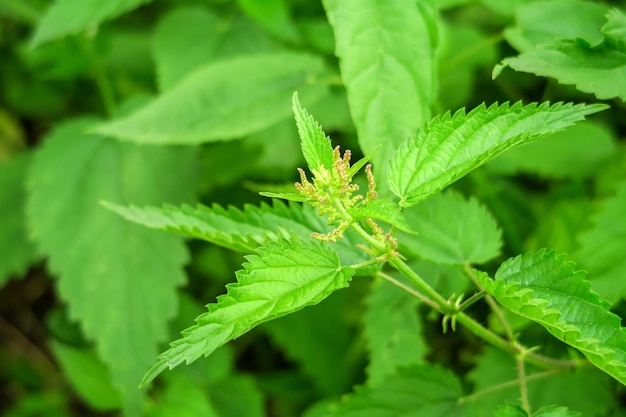 cespuglio di ortica verde fiorita cresce nel giardino