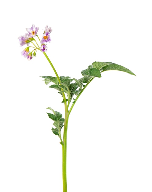 Cespuglio di patate con fiori rosa isolato su sfondo bianco Cespuglio di patate in fiore Tracciato di ritaglio