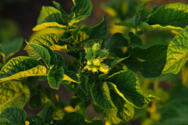 cespuglio di patate giovani in crescita con piccoli boccioli di fiori