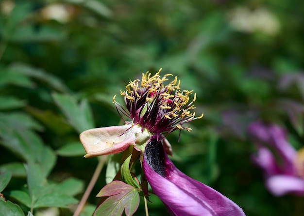 Cespuglio di peonia arborea con foglie verdi e fiori rosa nel parco