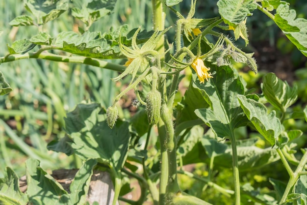 Cespuglio di pomodoro in fiore che presto darà pomodori