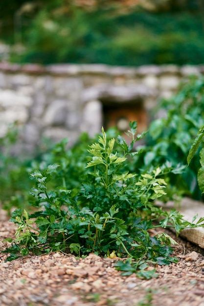 Cespuglio di prezzemolo verde che cresce sul terreno