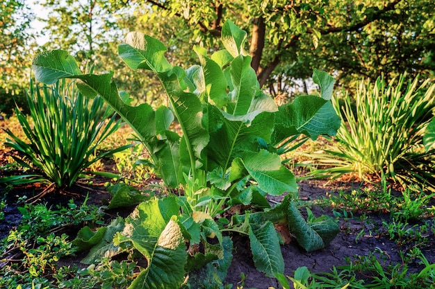 Cespuglio di rafano in giardino. Una pianta perenne ampiamente distribuita in cucina e in medicina