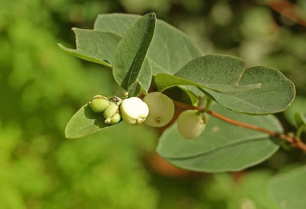 Cespuglio di ribes indiano Symphoricarpos con frutti di bosco