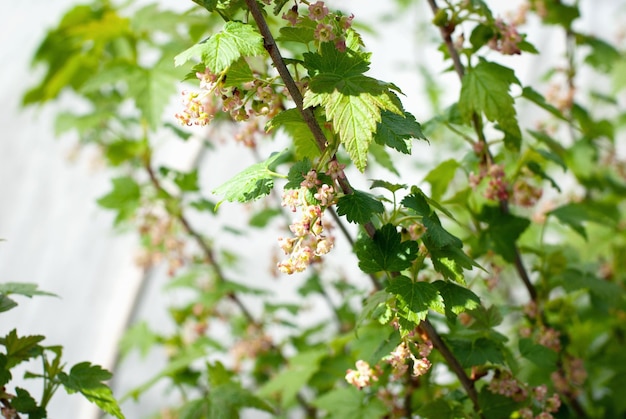 Cespuglio di ribes nero in fiore fiori di ribes da giardino sotto la copertura in pile contro le gelate della tarda primavera