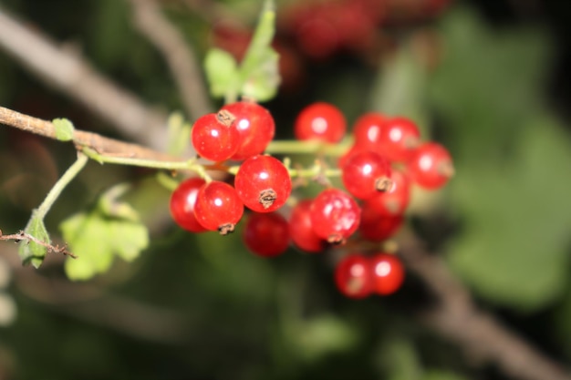 cespuglio di ribes rosso in una limpida giornata di sole