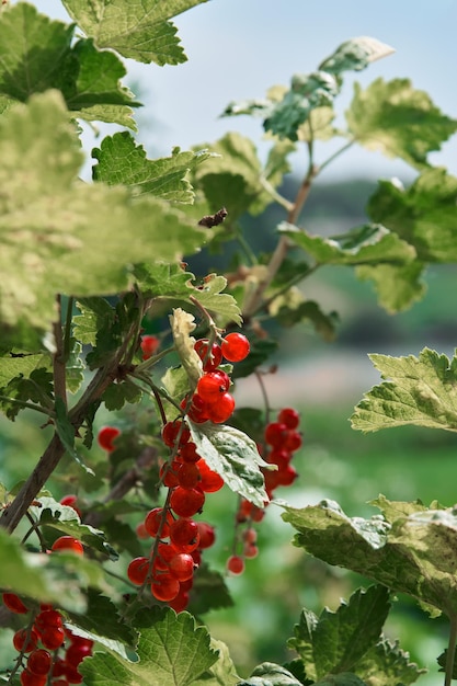 Cespuglio di ribes rosso maturo bacche verdi e rosse sfondo vista ravvicinata messa a fuoco selettiva immagine verticale