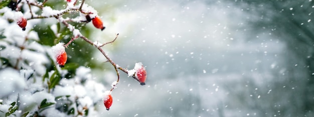 Cespuglio di rosa canina con bacche rosse nella foresta