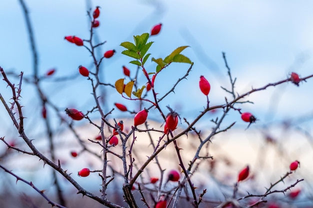 Cespuglio di rosa canina con bacche rosse su sfondo blu cielo