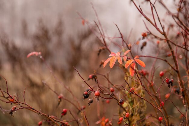 Cespuglio di rosa canina in autunno bacche foglie secche cadono Concetto autunno natura