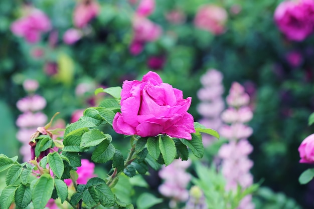 Cespuglio di rosa canina in giardino estate primavera