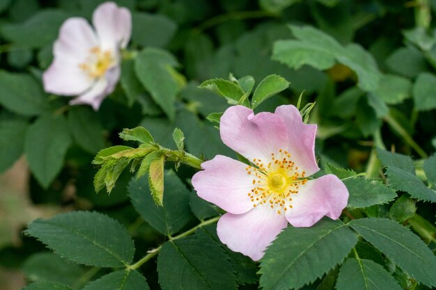 Cespuglio di rosa tea con delicati fiori rosa