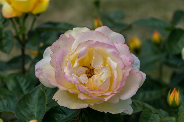 cespuglio di rose gialle fresche belle rose in una giornata estiva nel giardino botanico