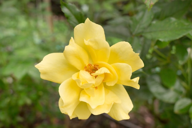 Cespuglio di rose gialle nel giardino