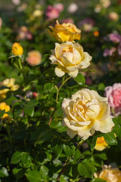 Cespuglio di rose gialle sullo sfondo del giardino