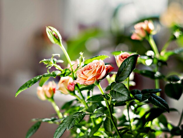 Cespuglio di rose in miniatura in un vaso di fiori alla luce del sole