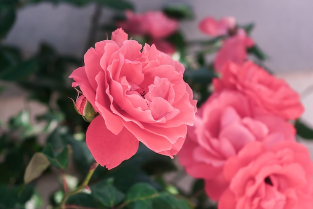 Cespuglio di rose rosa con fiori che sbocciano.