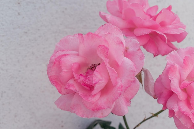 Cespuglio di rose rosa con fiori che sbocciano.