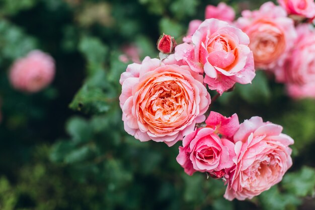 Cespuglio di rose rosa dopo la pioggia