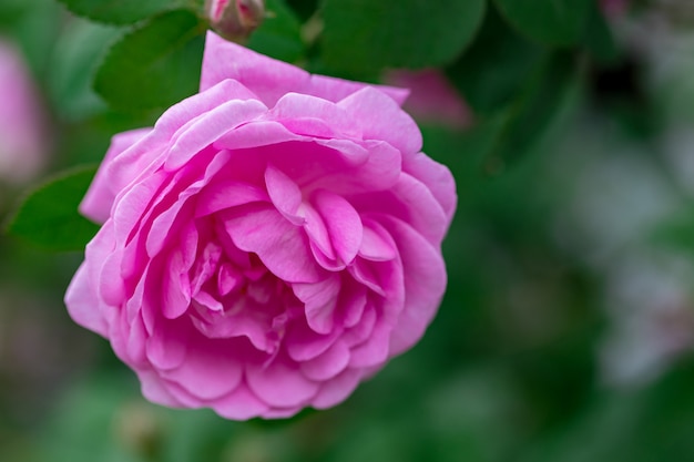 Cespuglio di rose rosa pallido sul giardino estivo o sulla natura del parco.