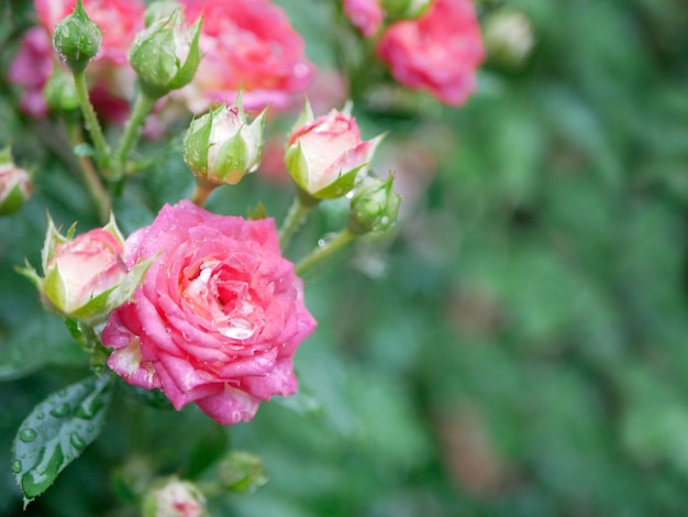 Cespuglio di rose rosa sotto la pioggia