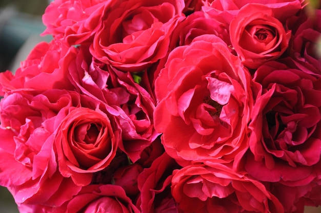 Cespuglio di rose rosse come fondo floreale nel giardino