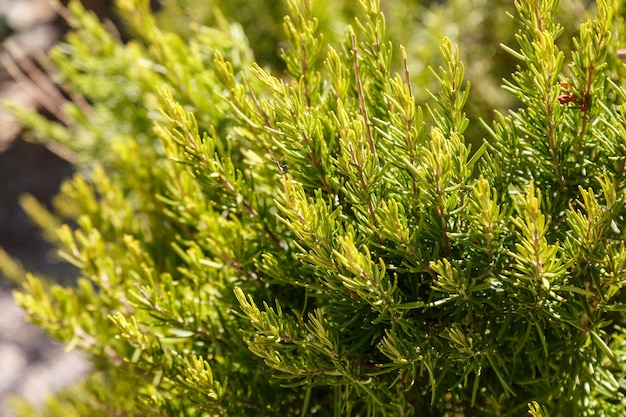 Cespuglio di rosmarino che cresce in un ambiente naturale