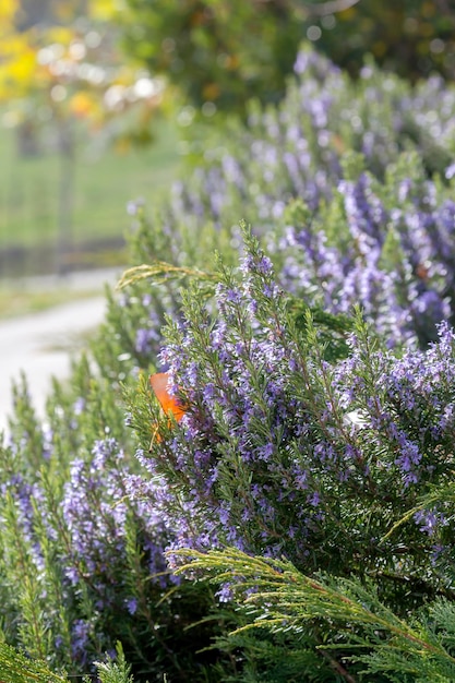 Cespuglio di rosmarino Rosmarinus officinalis con fiori lilla fiorisce in una soleggiata giornata autunnale in primo piano