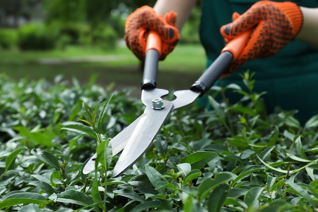 Cespuglio di taglio operaio con cesoie per siepi all'aperto primo piano Attrezzo da giardinaggio