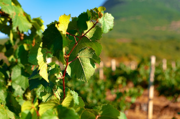 Cespuglio di uva foglie in un vigneto da vicino