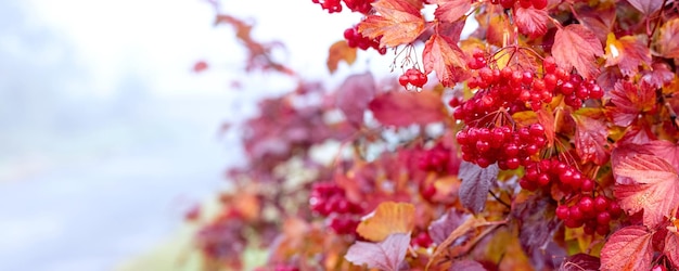 Cespuglio di viburno con bacche rosse e foglie rosse