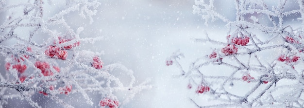 Cespuglio di viburno con bacche rosse e rami coperti di brina, panorama. Sfondo di Natale invernale