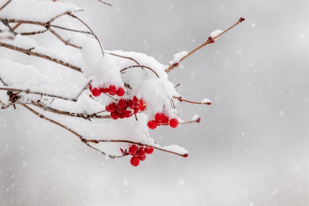 Cespuglio di viburno coperto di neve con bacche rosse dopo una forte nevicata