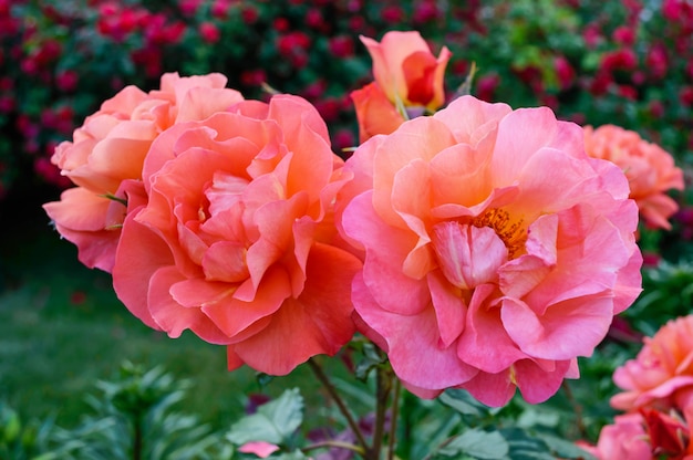 Cespuglio fertile delle rose rosa luminose su un fondo della natura. Giardino floreale. Avvicinamento