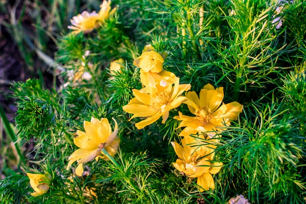 cespuglio fiore campo giallo e bianco