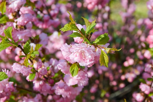 Cespuglio fiorito con bellissimi fiori rosa in primavera