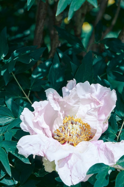 Cespuglio fiorito con peonie fiori rosa con foglia verde, primo piano sparato contro il cielo nel giardino botanico in estate, primavera. Focalizzazione morbida.