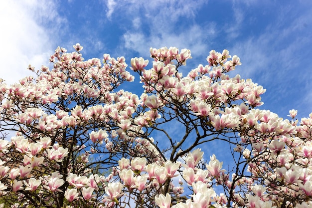 Cespuglio fiorito di magnolia bianca.