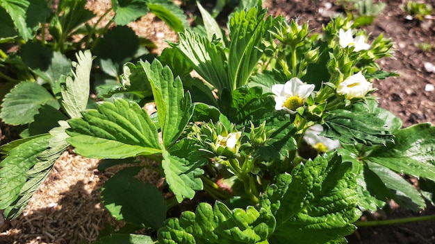 Cespuglio fiorito, fiori, fragole. pianta da giardino.