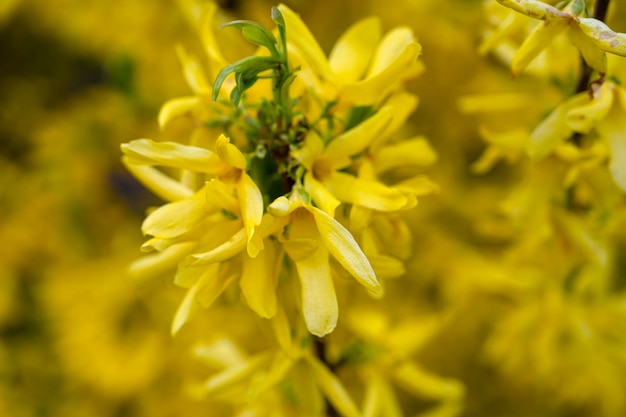 Cespuglio Forsizia Cespuglio di forsizia Fiori di forsizia Fiore giallo