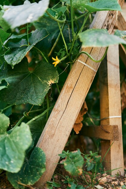 Cespuglio giallo di fioritura del cetriolo in un letto del giardino con un supporto