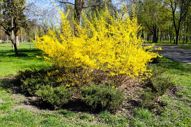 Cespuglio giallo di forsizia in un parco