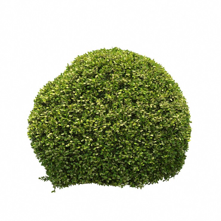 cespuglio isolato su sfondo bianco, illustrazione 3D, rendering cg